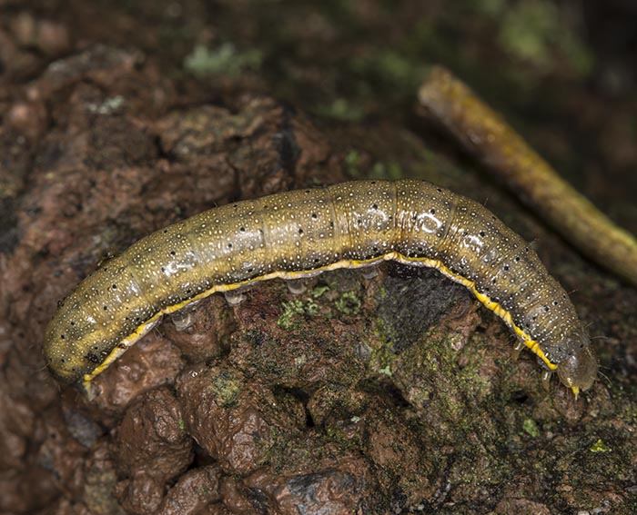 Vernderliche Krutereule (Lacanobia suasa) Raupe