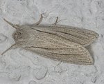 Ried-Weißstriemeneule (Simyra albovenosa) [1087 views]