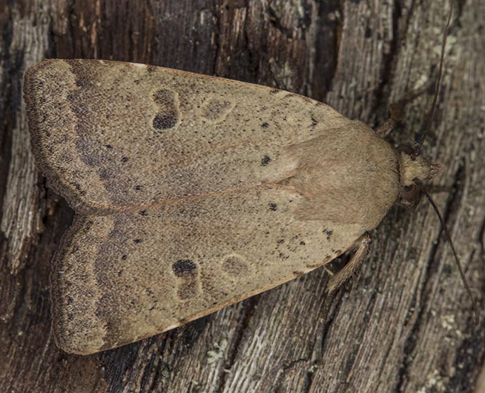 Gelbbraune Staubeule (Hoplodrina octogenaria)