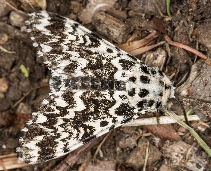 Klosterfrau (Panthea coenobita)