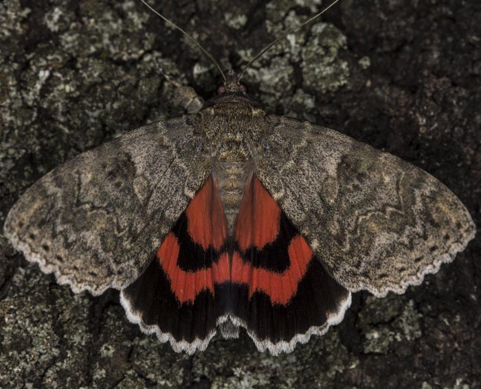 Rotes Ordensband (Catocala nupta)