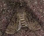 Breitflgelige Erdeule (Agrotis bigramma) [2140 views]