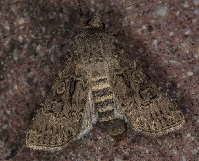 Breitflgelige Erdeule (Agrotis bigramma)