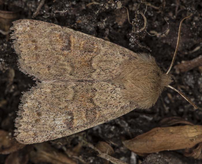 Rtliche Ktzcheneule (Orthosia miniosa)