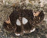 Trauereule (Aedia funesta) [2378 views]