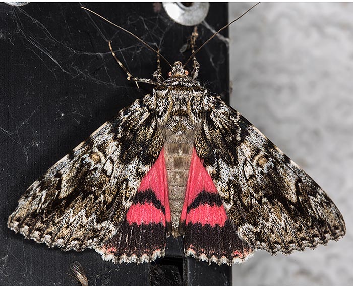 Kleines Eichenkarmin (Catocala promissa) Kleines Eichenkarmin (Catocala promissa)