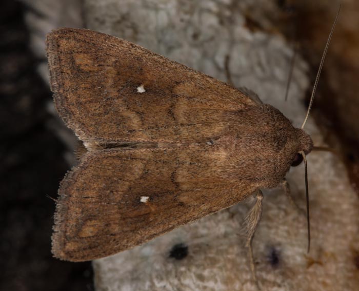 Weipunkt Graseule (Mythimna albipuncta)