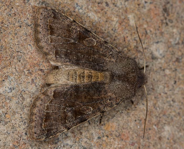 Variable Kätzcheneule (Orthosia incerta)