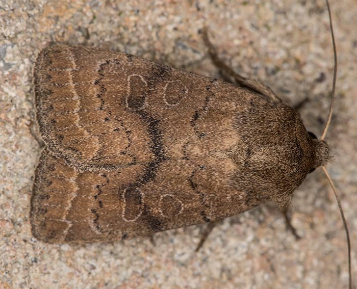 Graubraune Staubeule (Hoplodrina blanda)