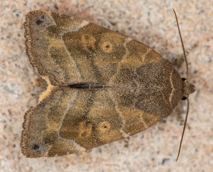 Rotbraune Ulmeneule (Cosmia affinis)