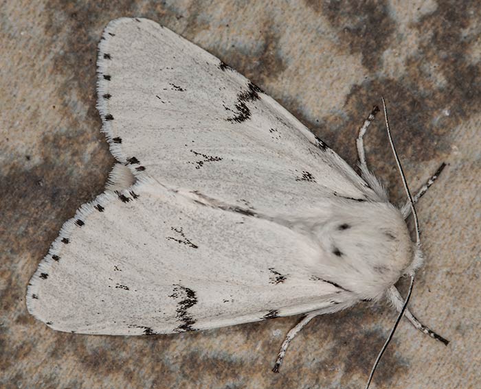 Woll-Rindeneule (Acronicta leporina)