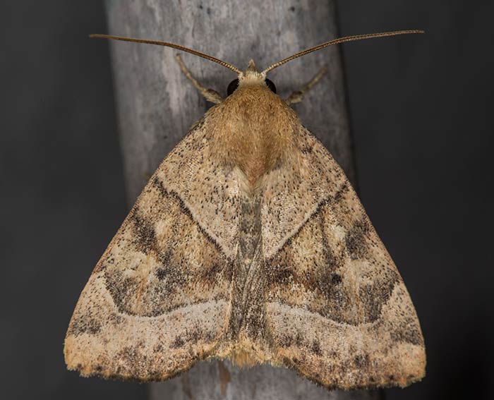 Trapezeule (Cosmia trapezina) Trapezeule (Cosmia trapezina)