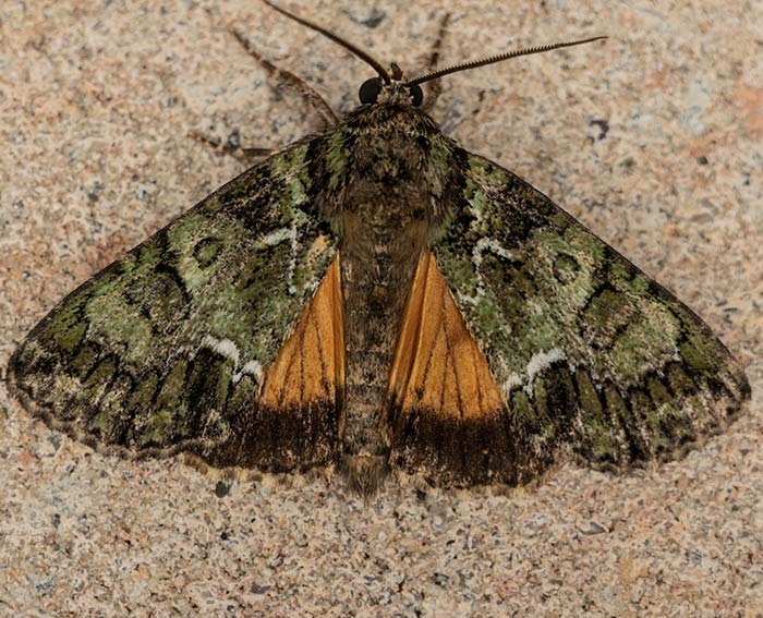 Bunte Ligustereule (Polyphaenis sericata)