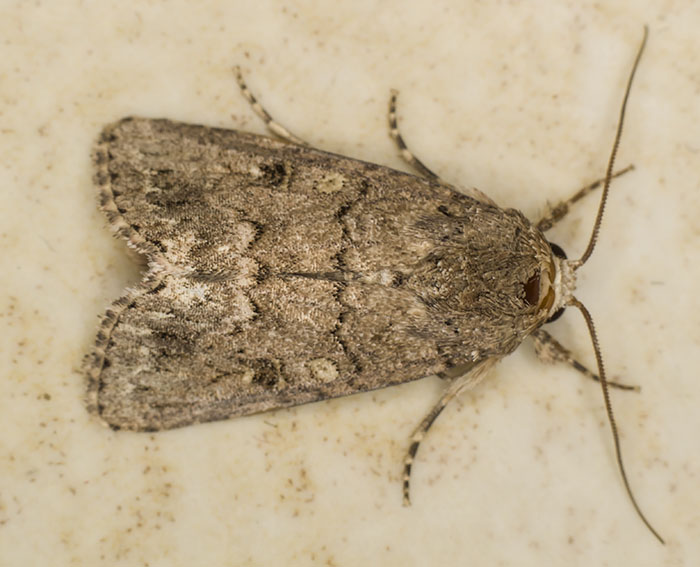 (Spodoptera cilium)