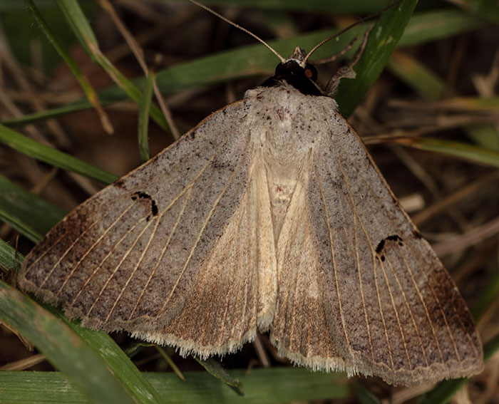 Randfleck-Wickeneule (Lygephila craccae)