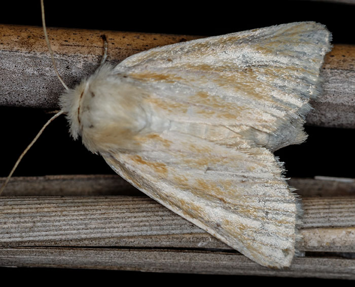 Getreide-Steppeneule (Oria musculosa)