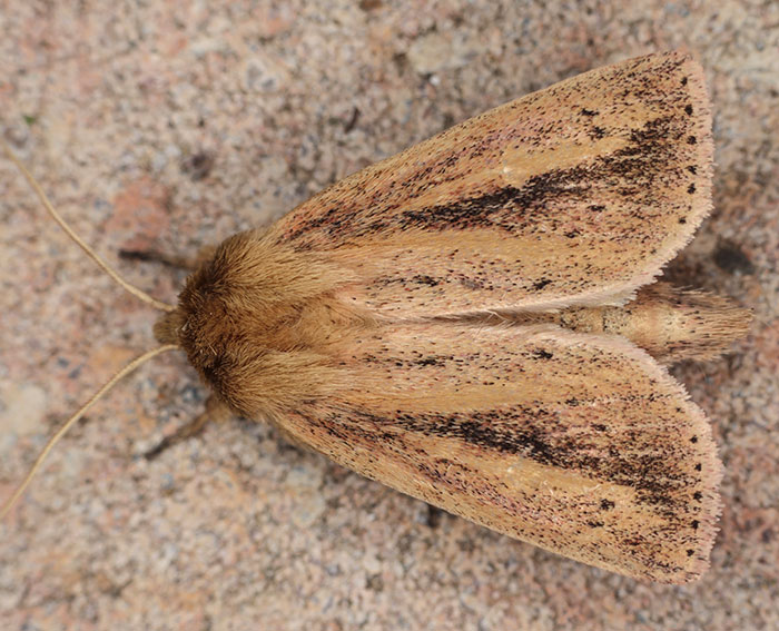 Igelkolben-Schilfeule (Globia sparganii)