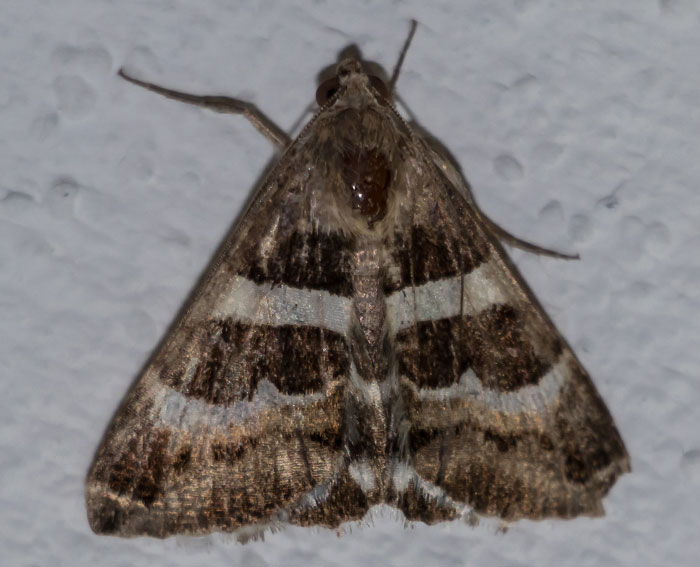 Tlpeleule (Grammodes stolida)