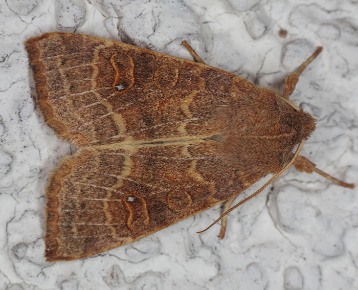 Pappel-Gelbeule (Xanthia ocellaris) Pappel-Gelbeule (Xanthia ocellaris)