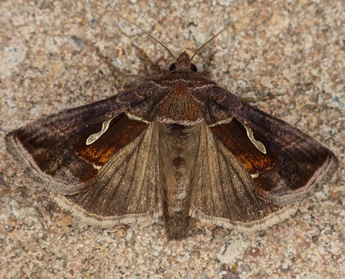 Schafgarben-Silbereule (Macdunnoughia confusa)