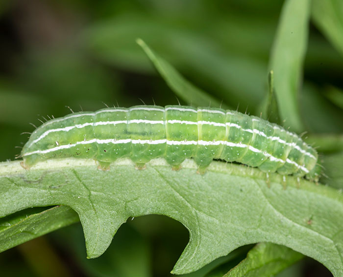 Dreipunkt-Glanzeule (Amphipyra tragopoginis) Raupe