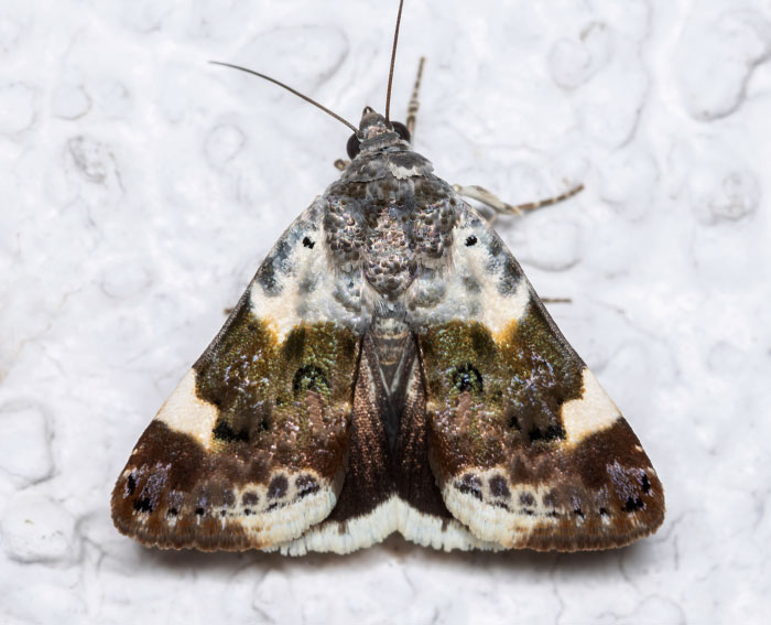 Malveneule (Acontia lucida) Malveneule (Acontia lucida)