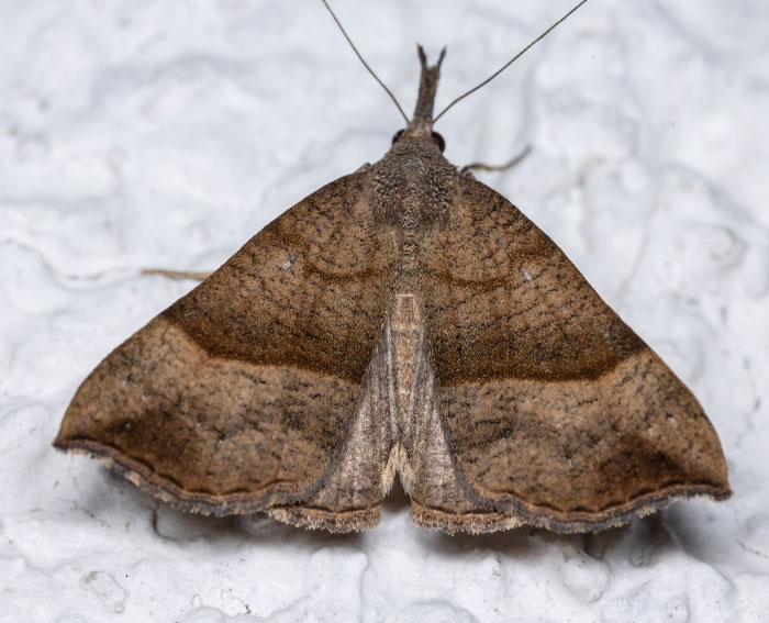 Nessel-Schnabeleule (Hypena proboscidalis) Nessel-Schnabeleule (Hypena proboscidalis)