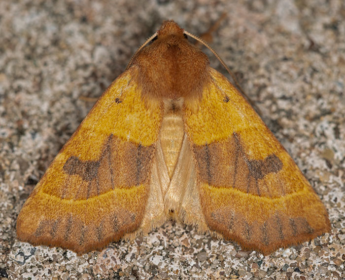 Ockergelbe Escheneule (Atethmia centrago)