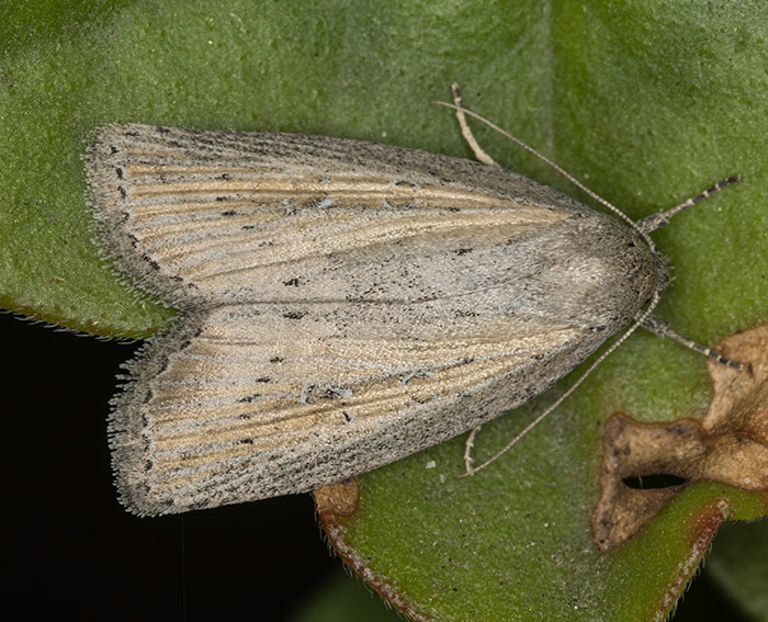 Schmalflgelige Schilfeule (Chilodes maritima)