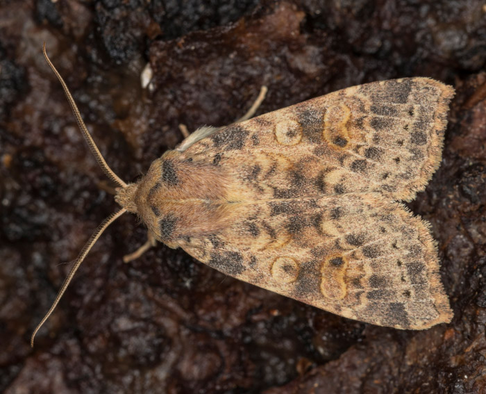 Ulmen-Gelbeule (Cirrhia gilvago)