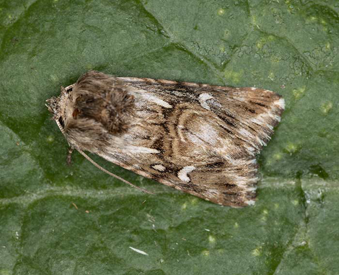 Mndcheneule (Calophasia lunula)