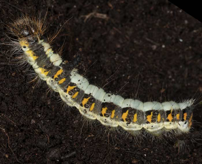 Pfeileule (Acronicta psi)Raupe