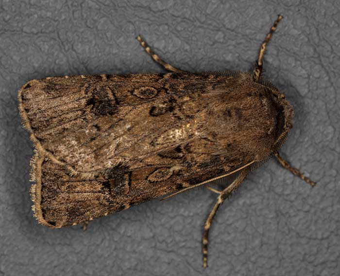 Magerwiesen-Erdeule (Agrotis clavis)