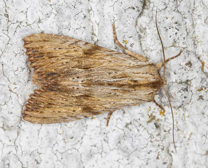 Rtlichgelbe Grasbscheleule (Apamea sublustris)