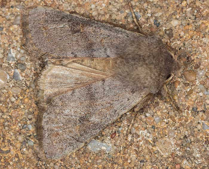 Opima-K�tzcheneule (Orthosia opima)