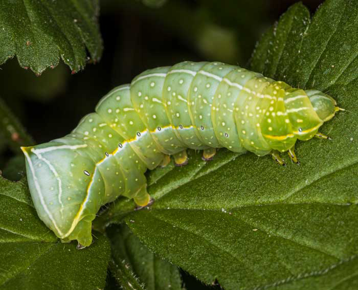 Pyramideneule (Amphipyra pyramidea)Raupe Pyramideneule (Amphipyra pyramidea)Raupe