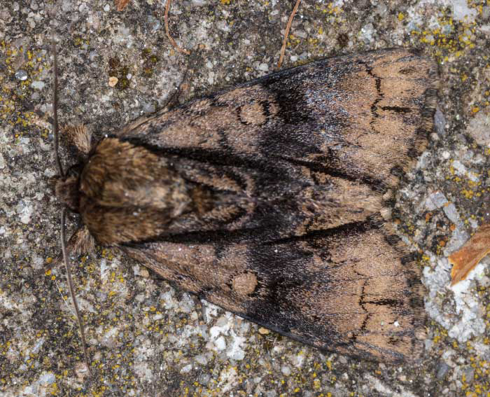 Erlen-Rindeneule (Acronicta alni)