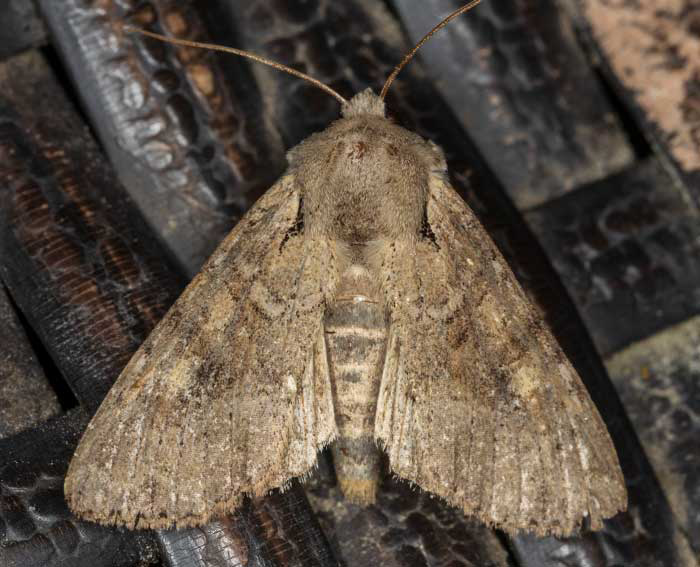 Ackerrand-Grasb�scheleule (Apamea sordens) ♂