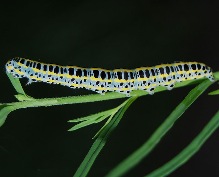 Mndcheneule (Calophasia lunula) Raupe