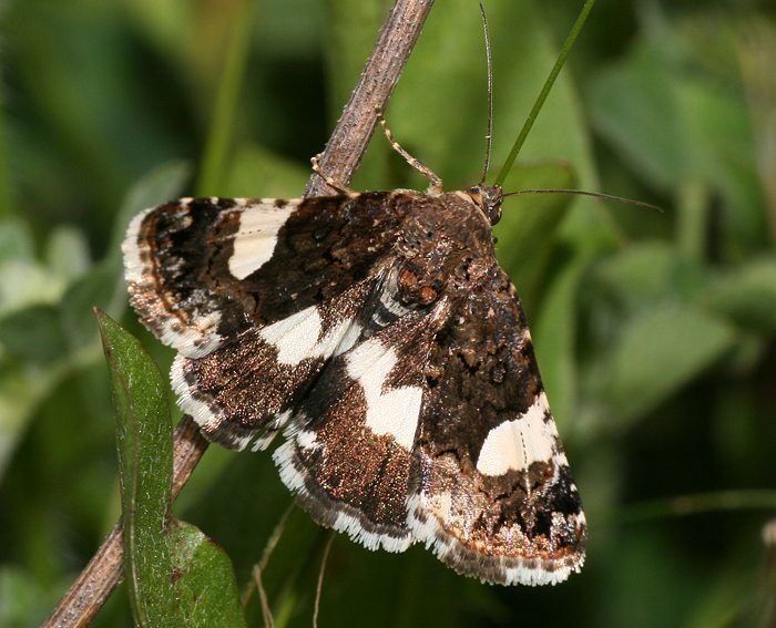 Ackerwinden-Trauereule (Tyta luctuosa)