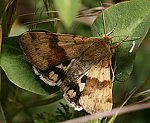Karden-Sonneneule (Heliothis viriplaca) [3097 views]