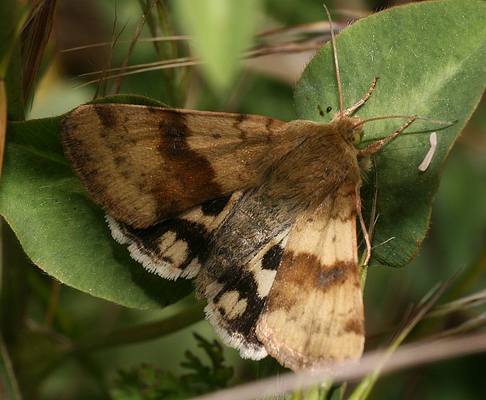 Karden-Sonneneule (Heliothis viriplaca)