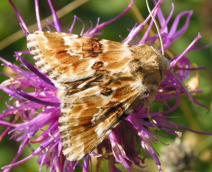 Quecken-Trockenflur-Graseule (Eremobia ochroleuca)