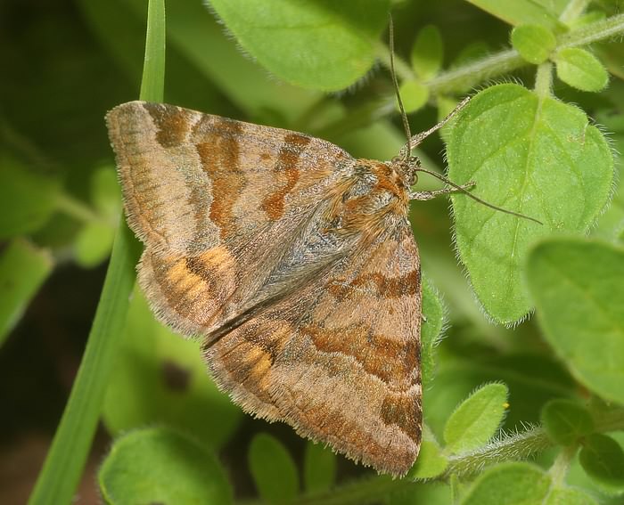 Braune Tageule (Euclidia glyphica)