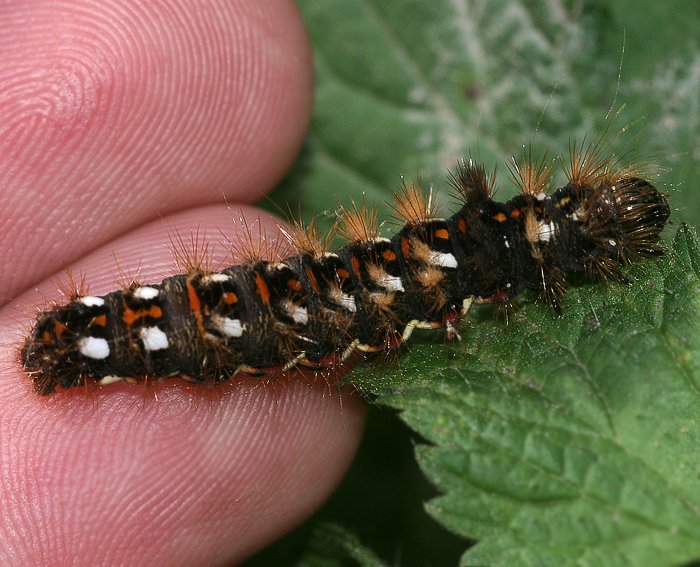 Ampfer-Rindeneule (Acronicta rumicis) Raupe