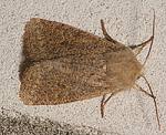 Kleine Ktzcheneule (Orthosia cruda) [2465 views]