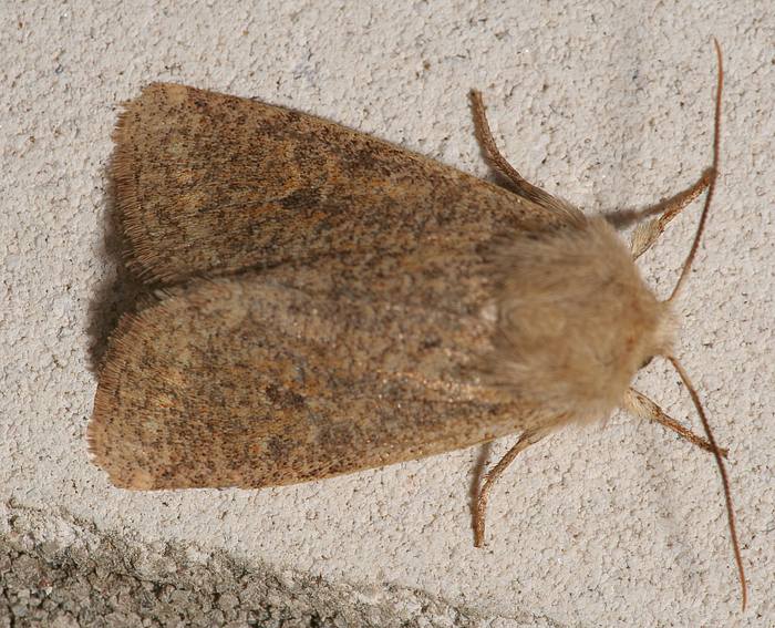 Kleine Ktzcheneule (Orthosia cruda)