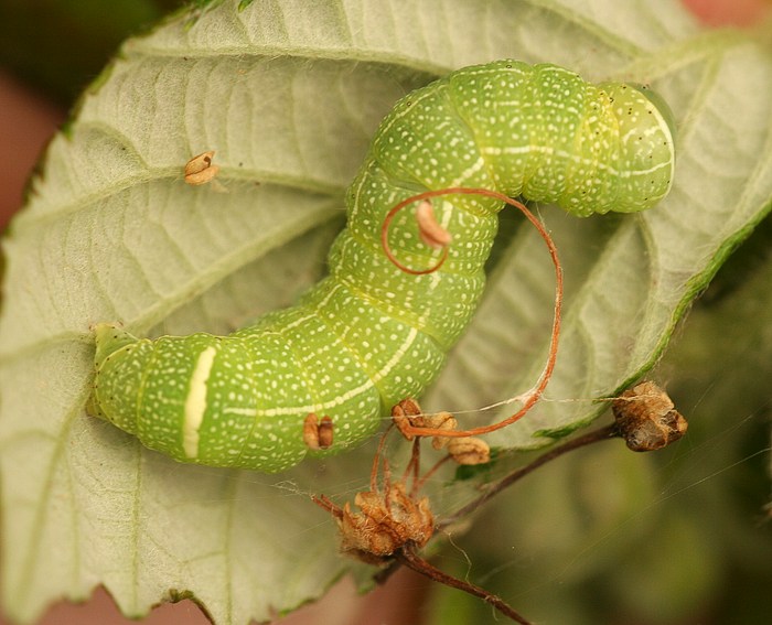 Rundflgel-Ktzcheneule (Orthosia cerasi) Raupe