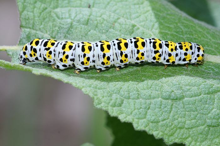 Braunwurzmnch (Shargacucullia scrophulariae) Raupe