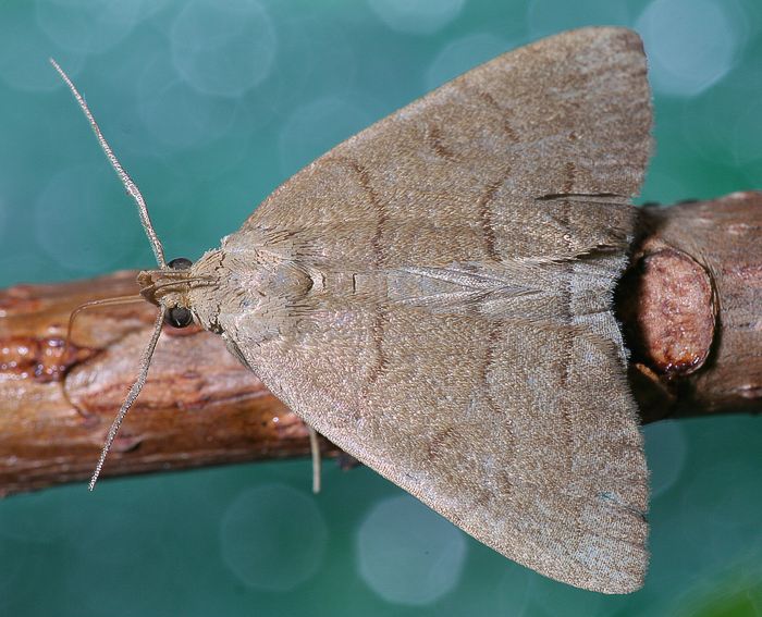 Olivbraune Znslereule (Zanclognatha tarsipennalis)